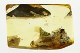 Detailed Fossil Predatory Snipe Fly (Symphoromyia) In Baltic Amber #292461-1